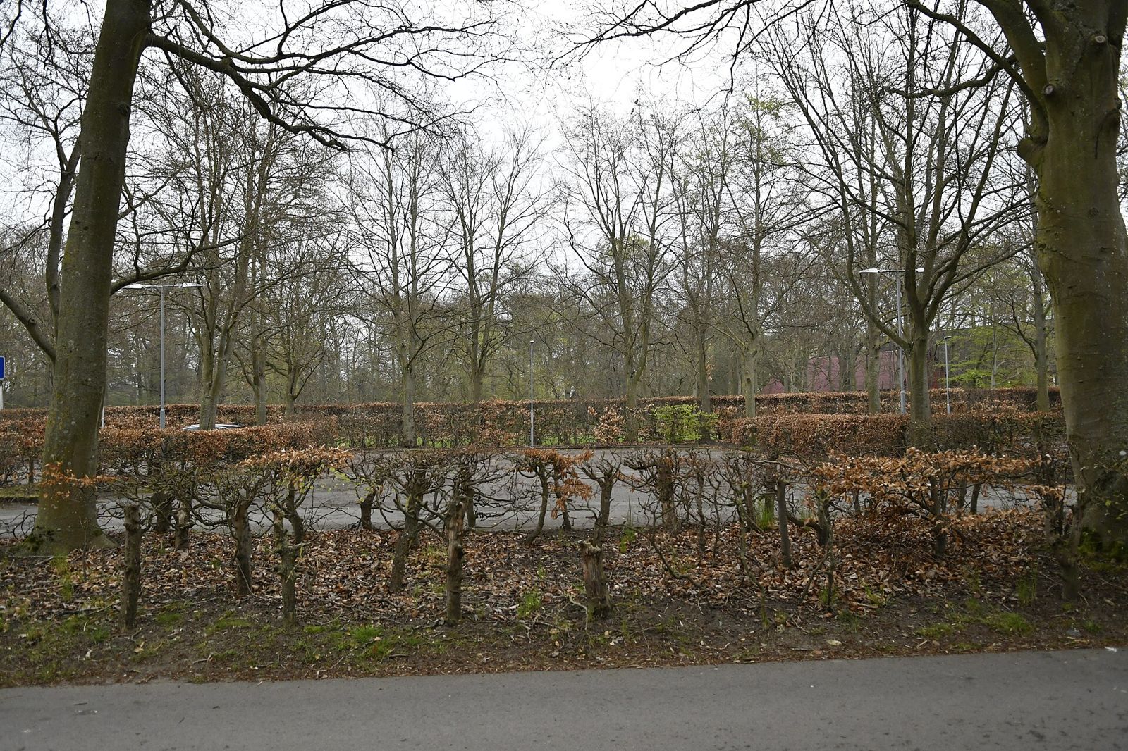 Old trees and a clipped hedge in Alnarp in early spring