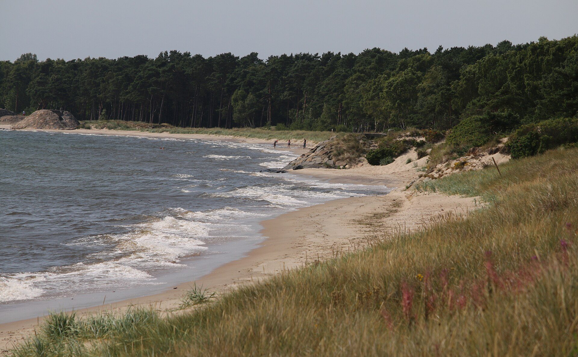 Fyrreskov helt ned til stranden ved Ystad Sandskog