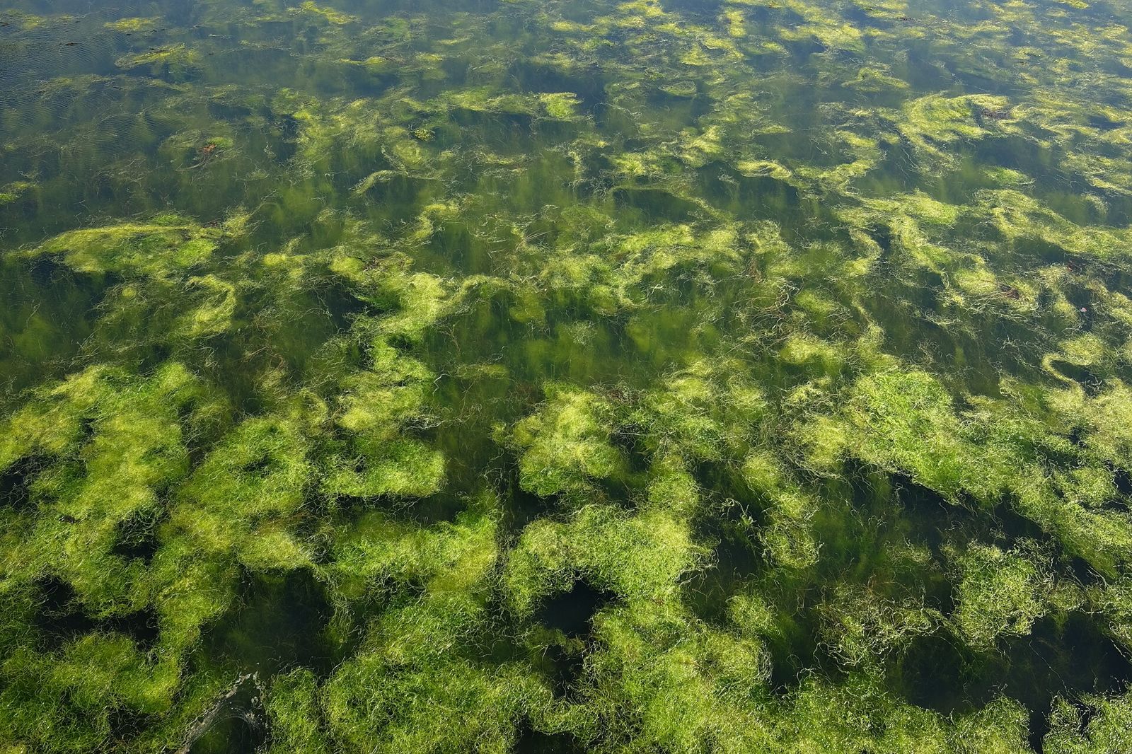 Seagrass washed up along the shore at Bjärred